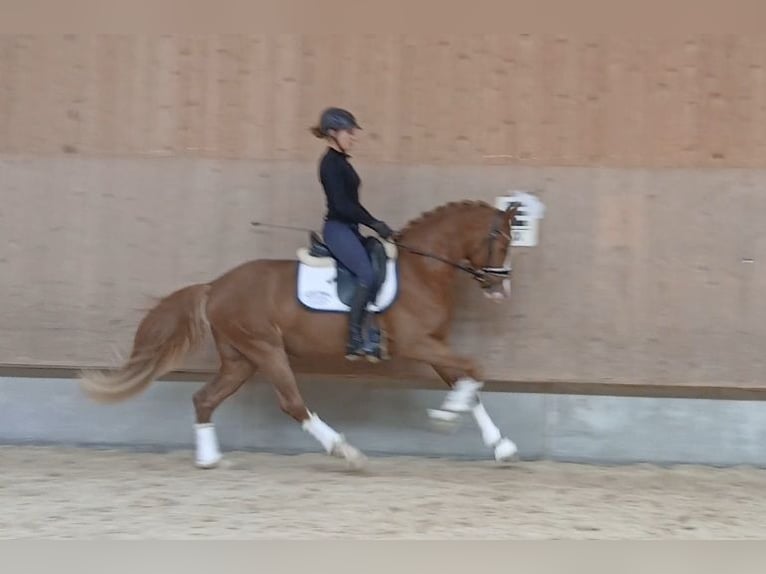 Duitse rijpony Hengst 3 Jaar 148 cm Vos in Rudersberg