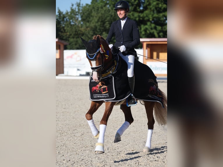 Duitse rijpony Hengst 3 Jaar 148 cm Vos in Rudersberg