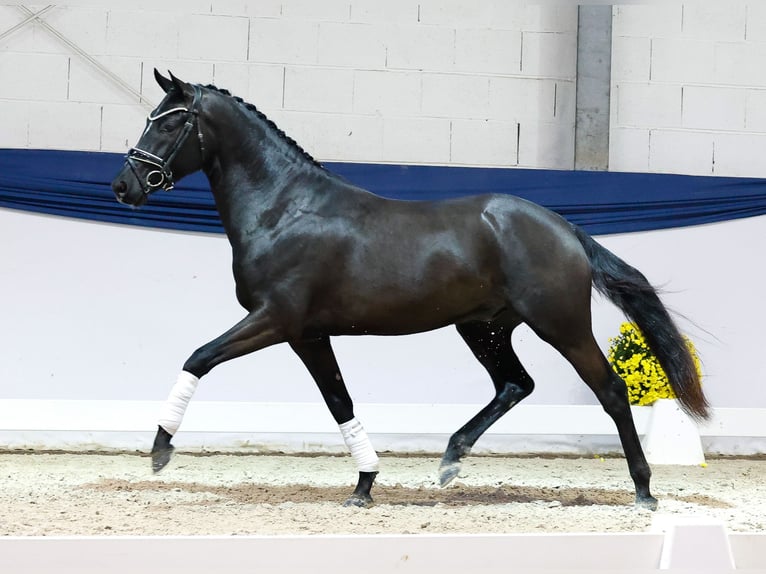 Duitse rijpony Hengst 3 Jaar 148 cm Zwart in Marsberg