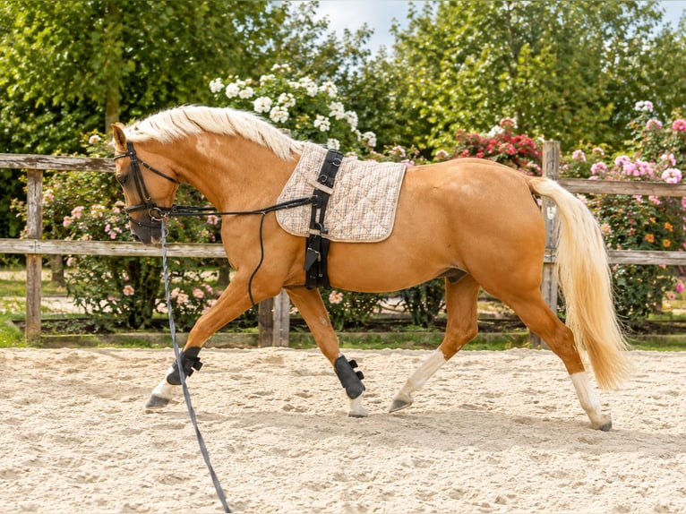 Duitse rijpony Hengst 3 Jaar 149 cm Palomino in Wallrode