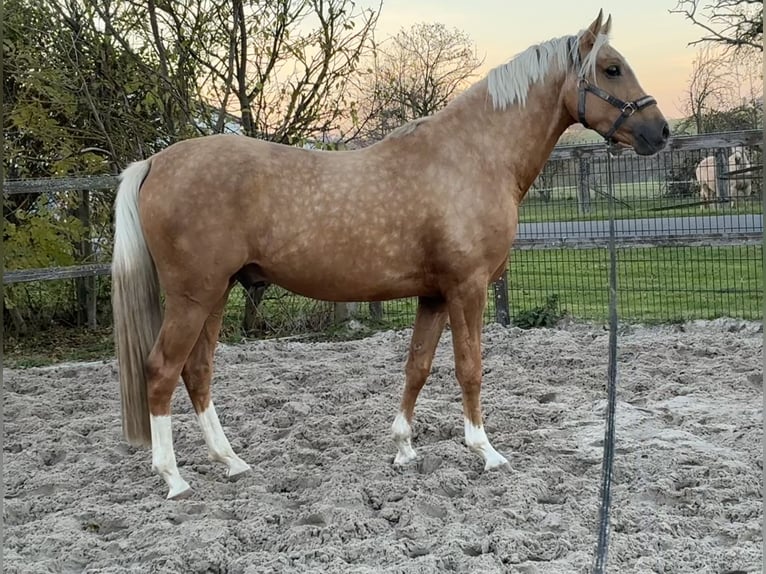 Duitse rijpony Hengst 3 Jaar 149 cm Palomino in Wallrode