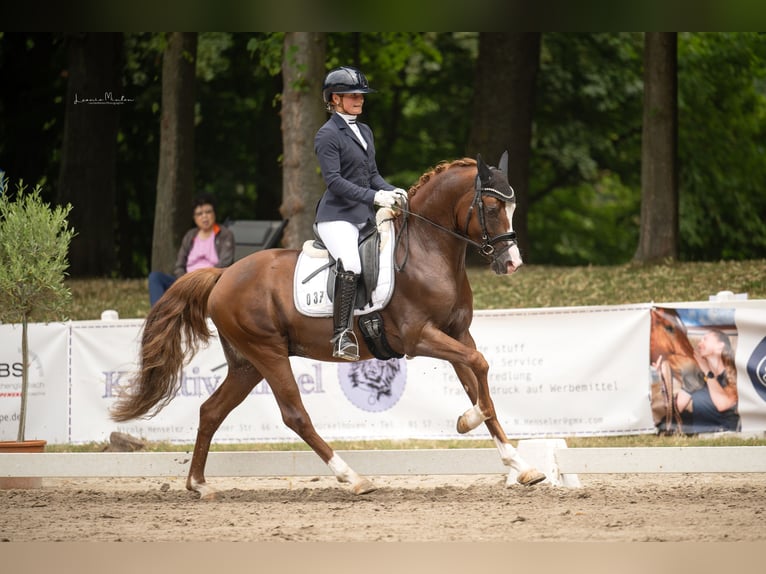 Duitse rijpony Hengst 3 Jaar 149 cm Vos in Grevenbroich