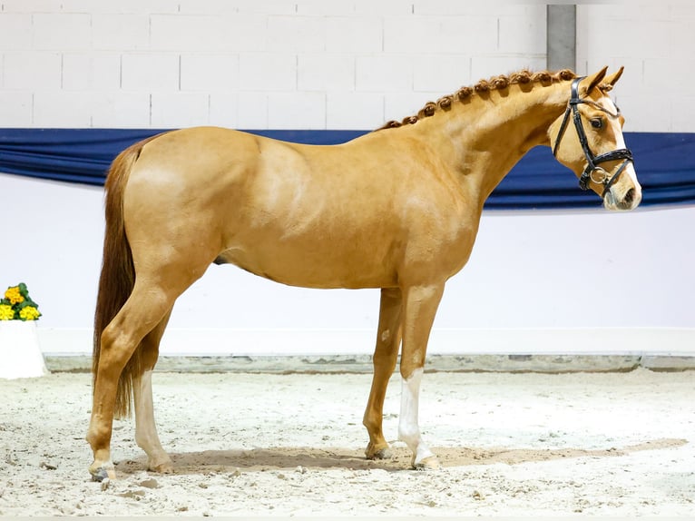 Duitse rijpony Hengst 3 Jaar 149 cm Vos in Marsberg