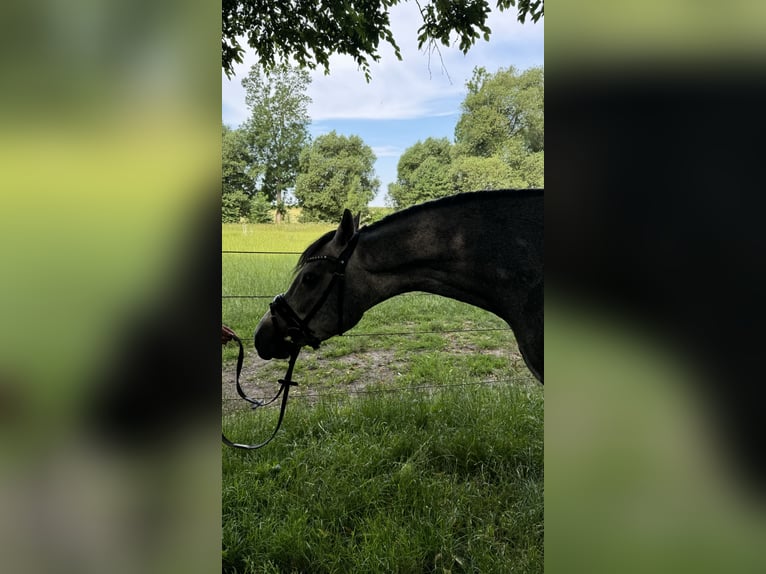 Duitse rijpony Hengst 3 Jaar 150 cm Schimmel in Liptitz