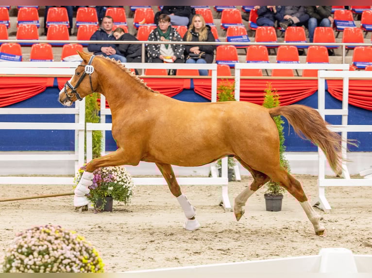 Duitse rijpony Hengst 3 Jaar 150 cm Vos in Varel