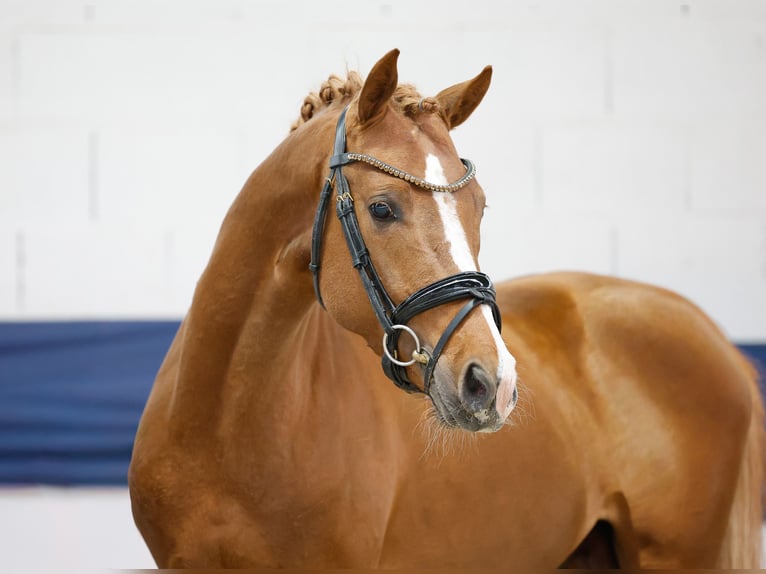 Duitse rijpony Hengst 3 Jaar 150 cm Vos in Marsberg