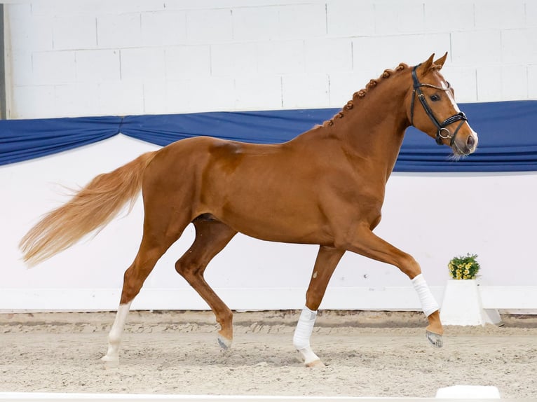 Duitse rijpony Hengst 3 Jaar 150 cm Vos in Marsberg