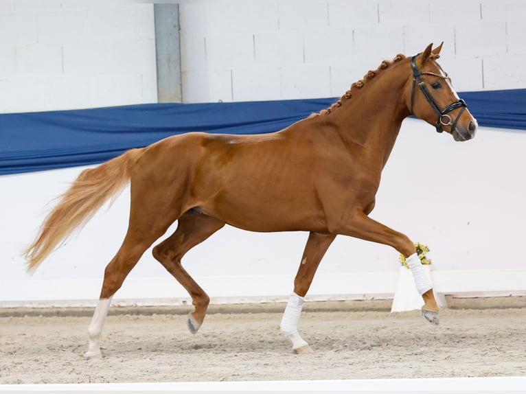 Duitse rijpony Hengst 3 Jaar 150 cm Vos in Marsberg
