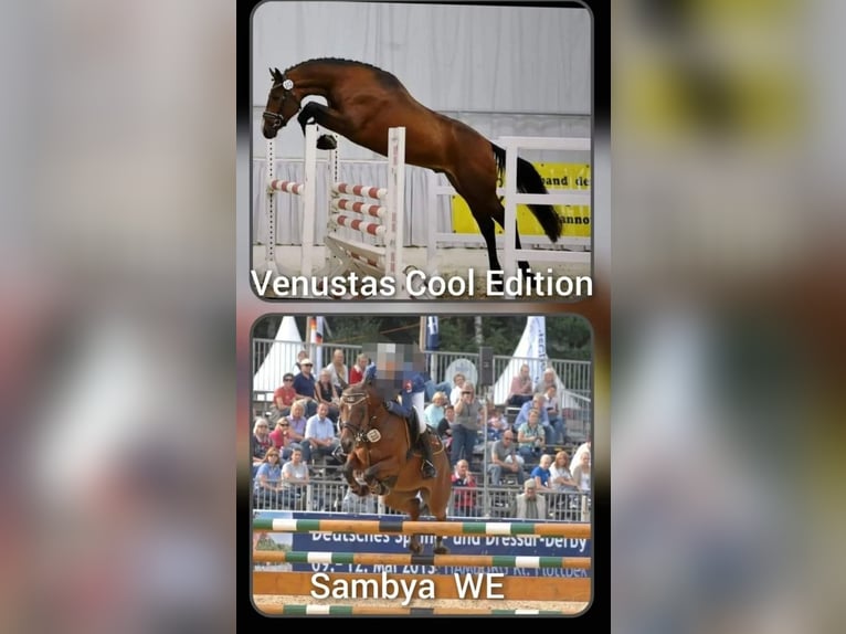 Duitse rijpony Hengst 3 Jaar 150 cm Vos in Dersekow