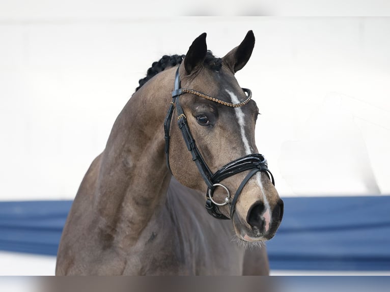 Duitse rijpony Hengst 3 Jaar 151 cm Falbe in Marsberg