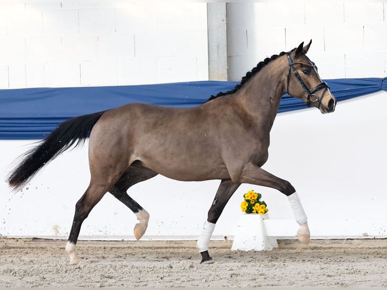 Duitse rijpony Hengst 3 Jaar 151 cm Falbe in Marsberg