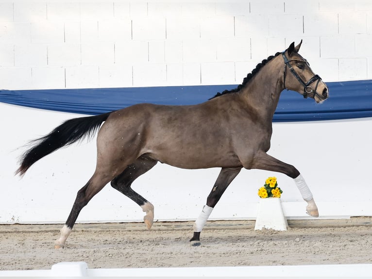 Duitse rijpony Hengst 3 Jaar 151 cm Falbe in Marsberg