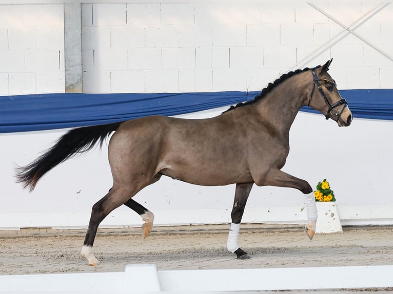 Duitse rijpony Hengst 3 Jaar 151 cm Falbe in Marsberg
