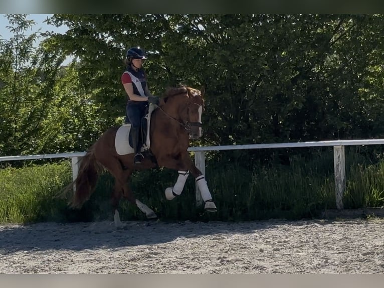 Duitse rijpony Hengst 3 Jaar 153 cm Vos in Ruppichteroth