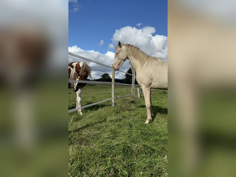 Duitse rijpony Hengst 3 Jaar 154 cm Cremello in Isernhagen