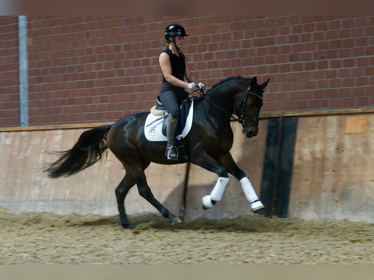 Duitse rijpony Mix Hengst 3 Jaar 154 cm Donkerbruin in Paderborn