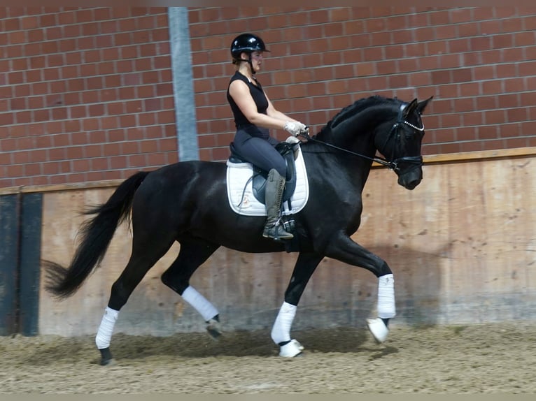 Duitse rijpony Mix Hengst 3 Jaar 154 cm Donkerbruin in Paderborn