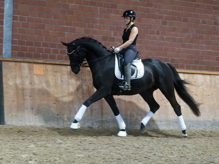 Duitse rijpony Mix Hengst 3 Jaar 154 cm Donkerbruin in Paderborn