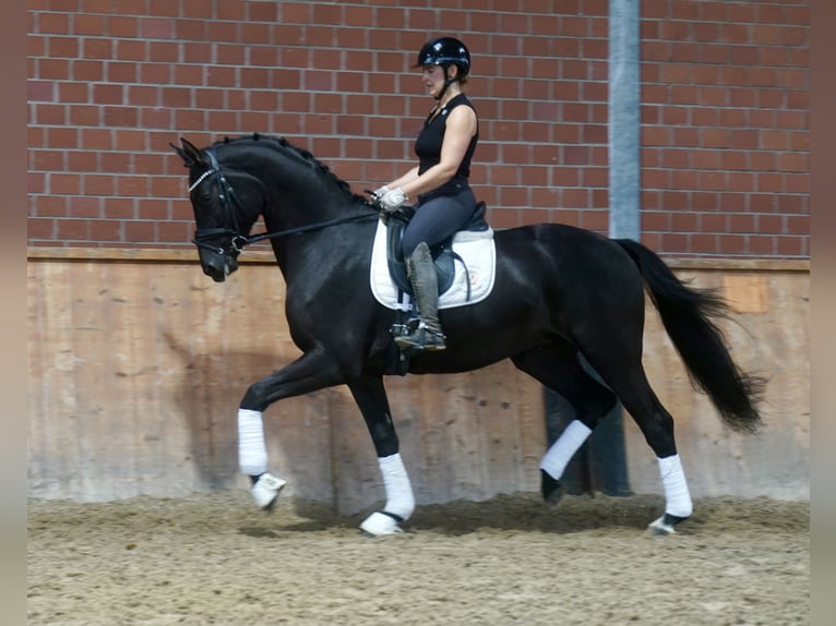 Duitse rijpony Mix Hengst 3 Jaar 154 cm Donkerbruin in Paderborn