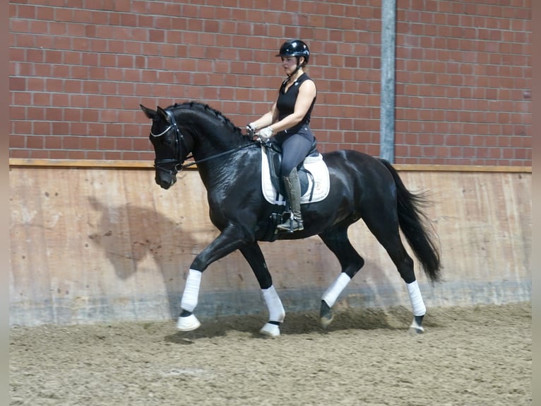 Duitse rijpony Mix Hengst 3 Jaar 154 cm Donkerbruin in Paderborn