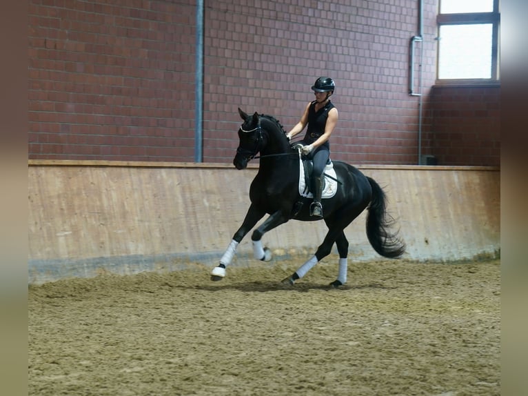 Duitse rijpony Mix Hengst 3 Jaar 154 cm Donkerbruin in Paderborn