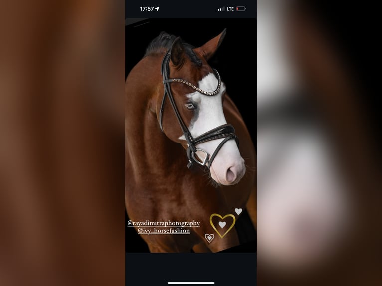 Duitse rijpony Hengst 3 Jaar 155 cm Bruin in Wehringen