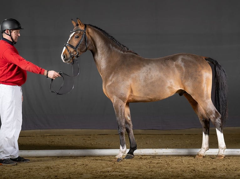 Duitse rijpony Hengst 3 Jaar Bruin in Münster-Handorf