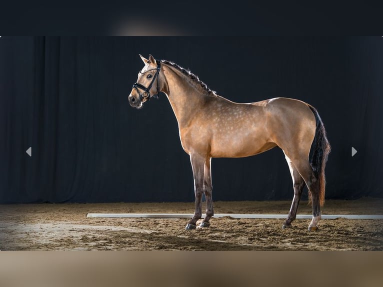 Duitse rijpony Hengst 3 Jaar Buckskin in Mönchengladbach