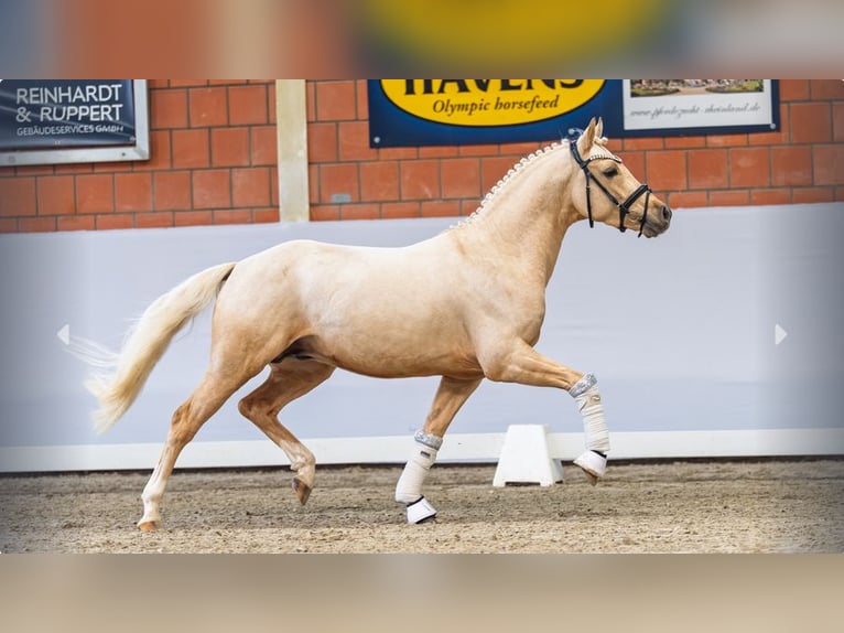 Duitse rijpony Hengst 3 Jaar Palomino in Mönchengladbach