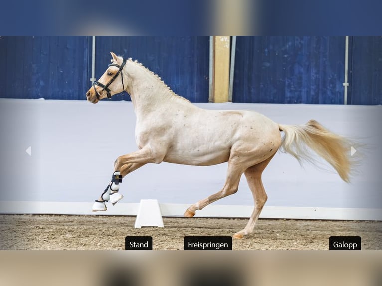 Duitse rijpony Hengst 3 Jaar Palomino in Mönchengladbach