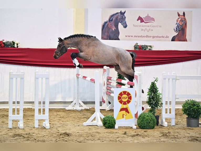 Duitse rijpony Hengst 3 Jaar Roan-Bay in Neustadt Dosse