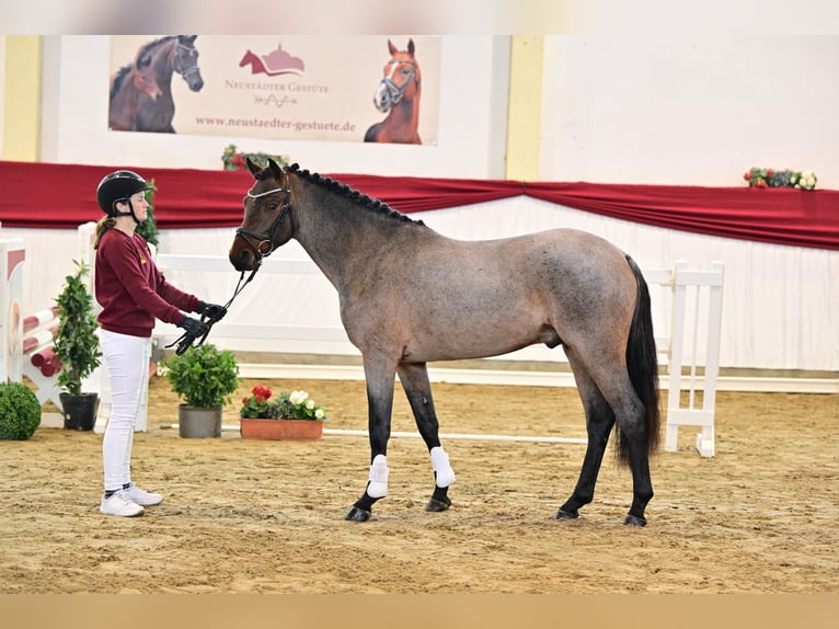 Duitse rijpony Hengst 3 Jaar Roan-Bay in Neustadt Dosse