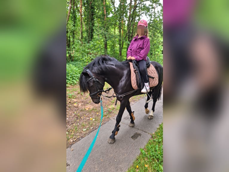 Duitse rijpony Hengst 4 Jaar 140 cm Zwart in Friesack