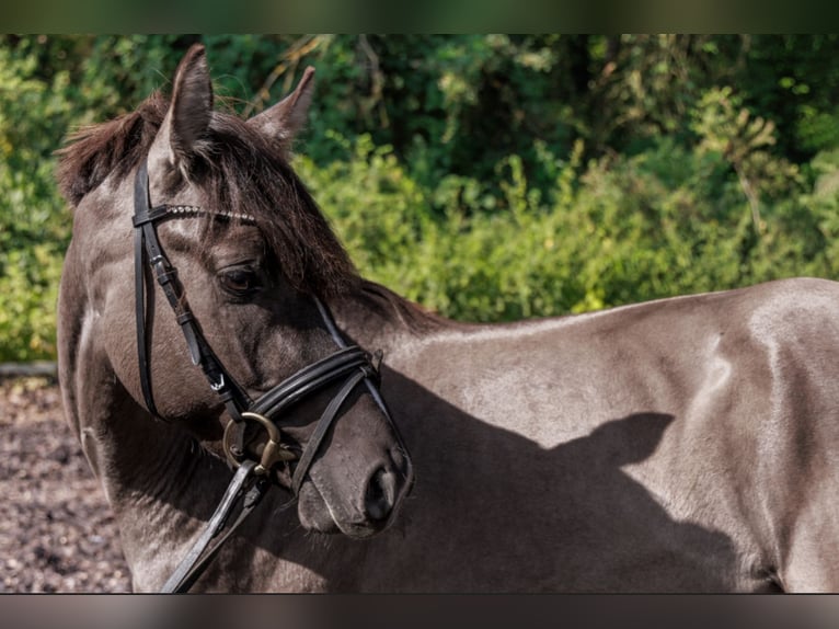 Duitse rijpony Hengst 4 Jaar 143 cm Grullo in Teltow