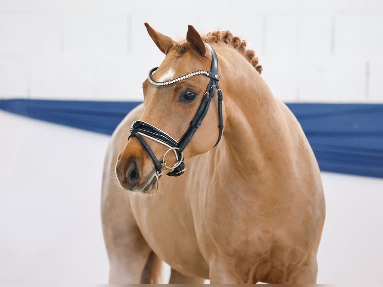 Duitse rijpony Hengst 4 Jaar 144 cm Vos in Marsberg