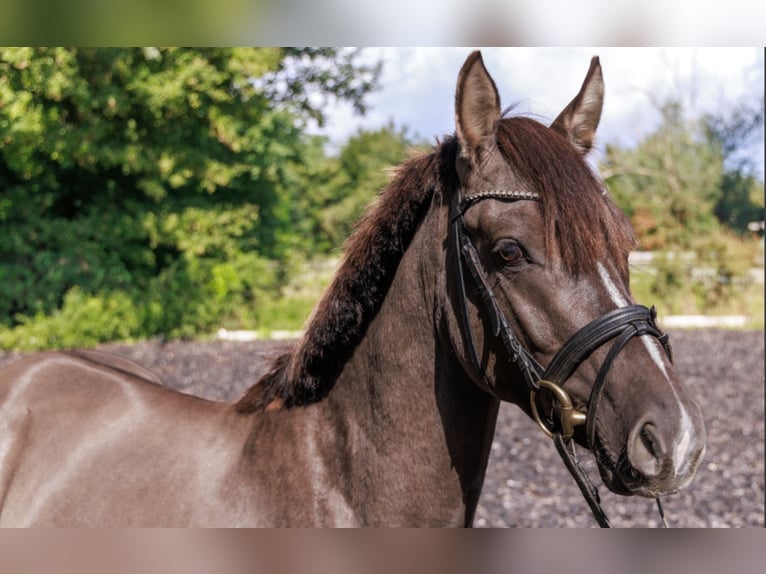 Duitse rijpony Hengst 4 Jaar 145 cm Grullo in Teltow