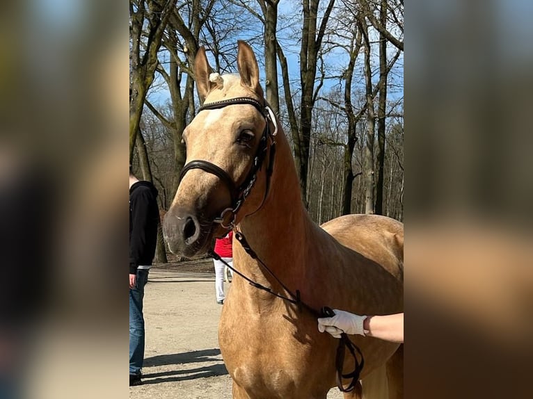 Duitse rijpony Hengst 4 Jaar 145 cm Palomino in Frankenberg (Eder)