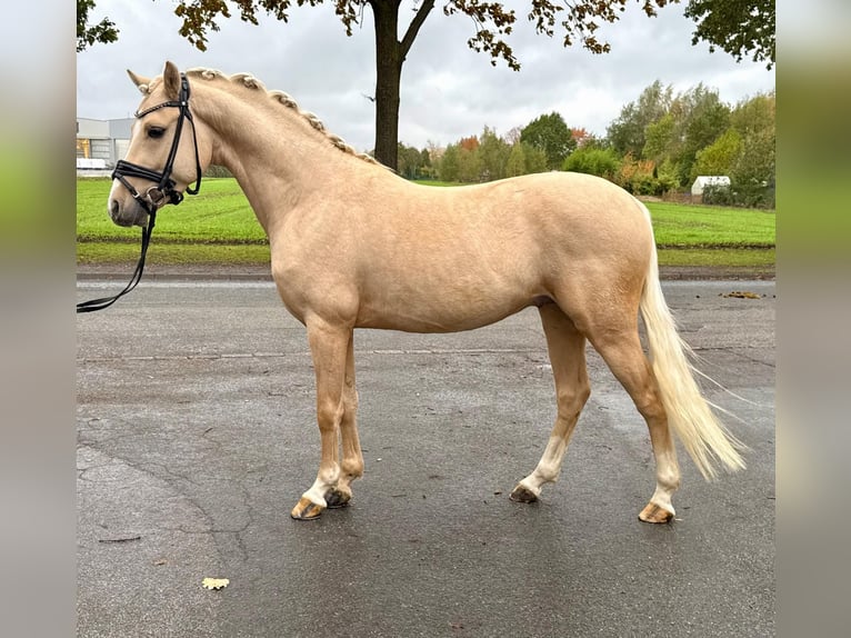 Duitse rijpony Hengst 4 Jaar 145 cm Palomino in Hamm