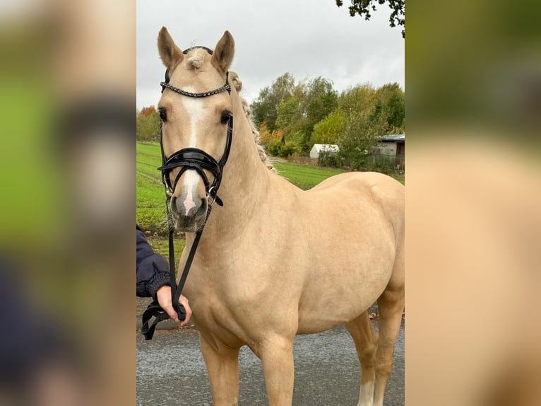Duitse rijpony Hengst 4 Jaar 145 cm Palomino in Hamm