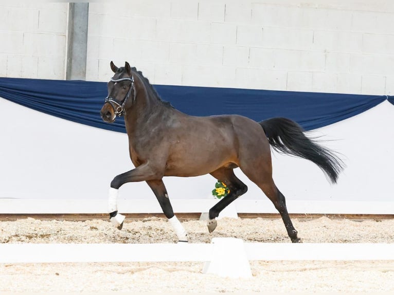 Duitse rijpony Hengst 4 Jaar 146 cm Donkerbruin in Coesfeld