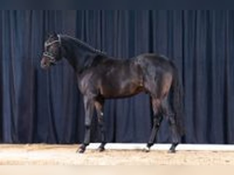 Duitse rijpony Hengst 4 Jaar 146 cm Donkerbruin in Coesfeld