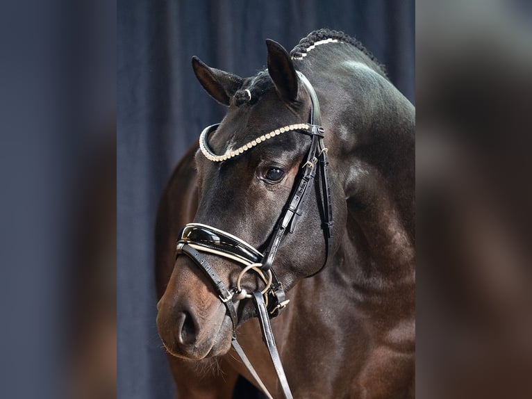 Duitse rijpony Hengst 4 Jaar 146 cm Donkerbruin in Coesfeld