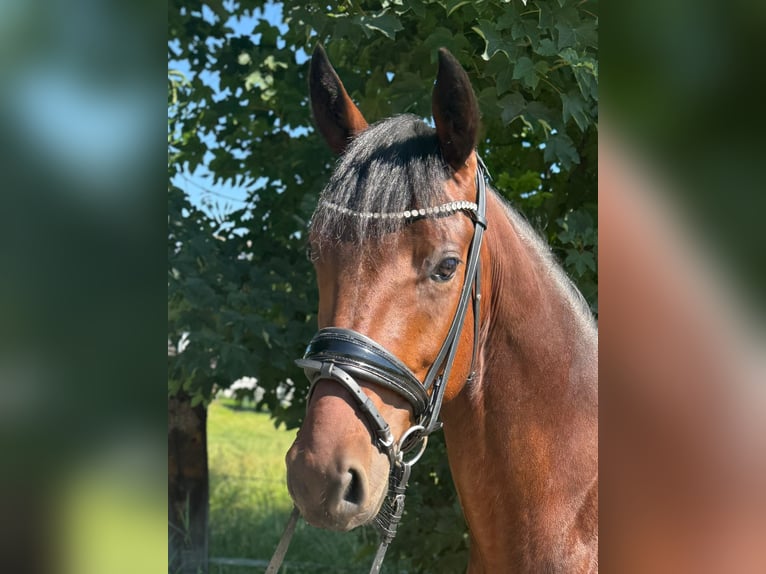 Duitse rijpony Hengst 4 Jaar 147 cm Bruin in Eching