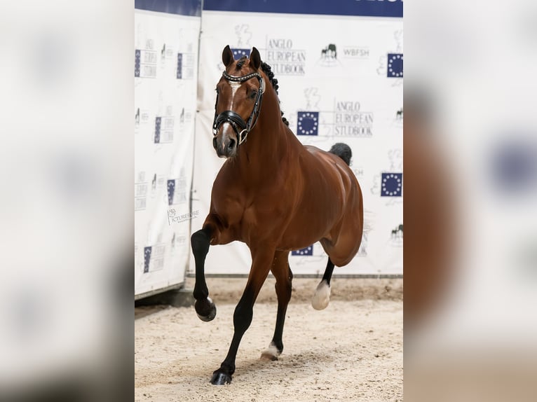 Duitse rijpony Hengst 4 Jaar 147 cm Donkerbruin in Vlissegem
