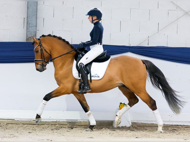 Duitse rijpony Hengst 4 Jaar 147 cm Falbe in Marsberg