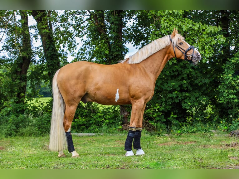 Duitse rijpony Hengst 4 Jaar 147 cm Palomino in Bruchköbel