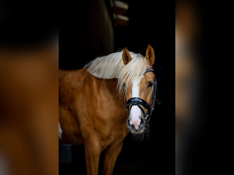 Duitse rijpony Hengst 4 Jaar 147 cm Palomino in Bruchköbel