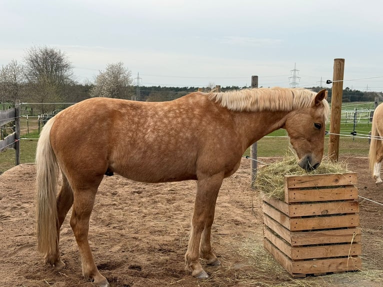 Duitse rijpony Hengst 4 Jaar 147 cm Palomino in Mömbris
