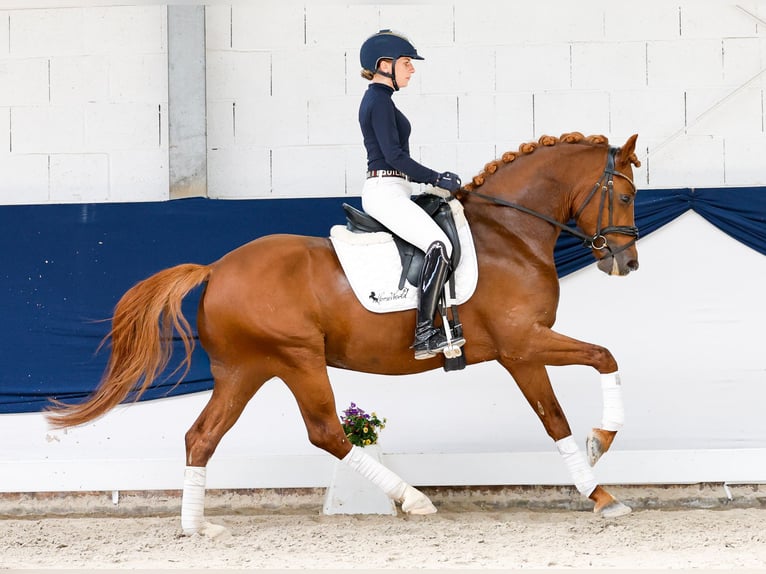 Duitse rijpony Hengst 4 Jaar 147 cm Vos in Marsberg
