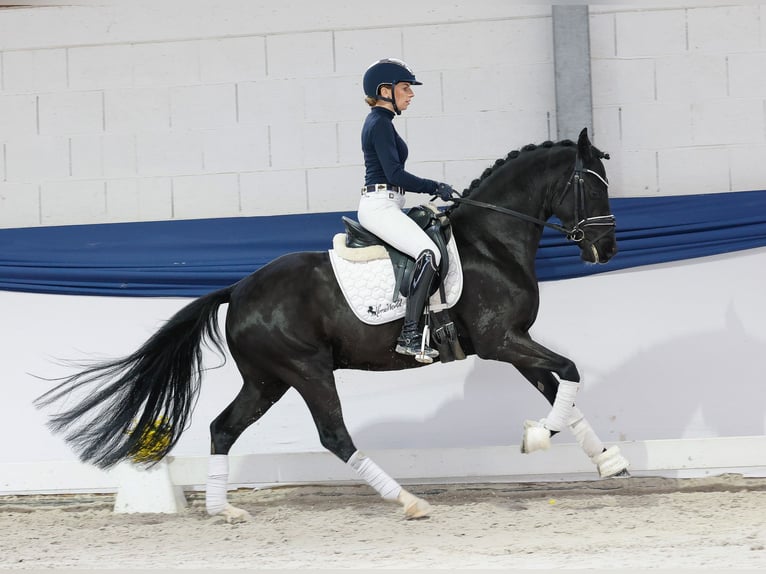 Duitse rijpony Hengst 4 Jaar 147 cm Zwart in Marsberg Duitse rijpony Hengst 4 Jaar 147 cm Zwart in Marsberg